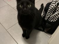 2 Jahre junger Freigänger - schwarzer Kater in gute Hände abzugeben