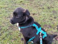 Lotta sucht ihr eigenes Körbchen