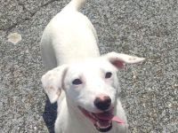 Lerri sucht seine Menschen