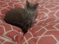 BKH Kitten umzugsbereit