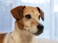 Mischlingsrüde Rocky