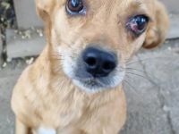 Mischlingsdame Cherry