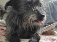 Mischlingsdame Negruta