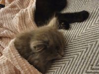 Siam Perser Mix Kitten