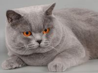 Deckkater in blau / Champion Britisch Kurzhaar / BKH , Blutgruppe B.