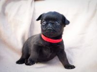 Belgische Zwerggriffon Brabanter