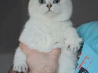 BkH,Brittisch Kurzhaar mit blauen Augen