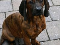 Hannoversche Schweißhunde