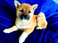Shiba inu Welpen