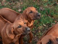 Putzmuntere Sonnenhof-Welpen