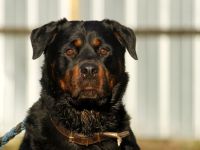 Blacky, Rottweiler, geb. 2015, starker Rüde sucht erfahrenen Halter