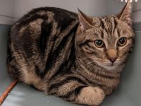 Biete bengal-bkh EKH Mix Kater