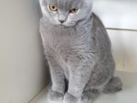 KATZE SUCHT NEUES ZUHAUSE