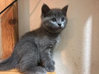 2 wunderschöne BKH bereit zum Auszug