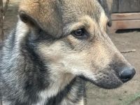 Mischlingsdame Cappuccino