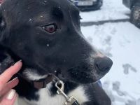 Mischlingsdame Skadi