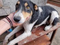 Mischlingsrüde Tubi