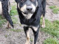 Mischlingsrüde Ralko