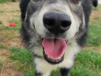 Mischlingsrüde Raider