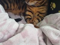 Süße bengal kitten