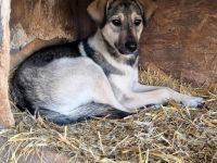 Mischlingsdame Pearl