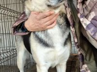 Mischlingsdame Gracie