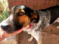 Mischlingsdame Amari