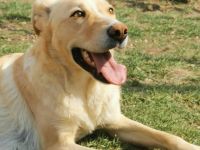 Mischlingsdame Edana