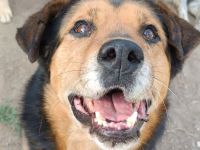 Mischlingsdame Naomi