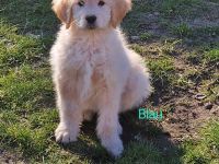 Goldendoodle Welpen 12 Wochen Alt