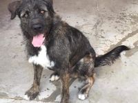 Duke möchte in erfahrene, liebevolle Hände