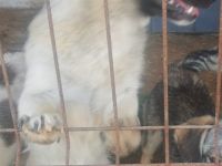 lieber,kastrierter Lordy lebt im Zwinger in Rumänien; wir suchen ein Heim für ihn