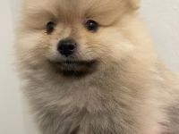 Zwergspitz Pomeranian
