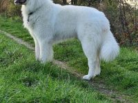 Deckrüde Maremmen-Abruzzen-Schäferhund