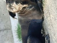 Mischlingswelpen Dogge-Dobermann-Schäferhund