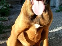 Schäferhund-Mischling