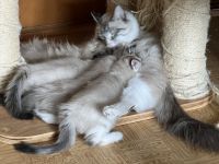 Neva Masquarade Mix Kitten