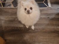 Schöne cream Pomeranian Hündin