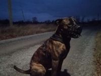 American Bulldog Mischling - Rüde Kastriert