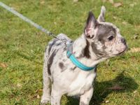 Französische bulldogge welpen
