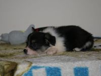 Welpen 4 Monate alt zu verkaufen