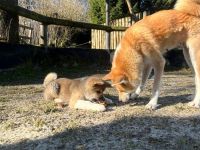 Akita Inu Welpen, 14 Wochen