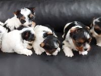 Biewer Yorkshire Terrier Welpen