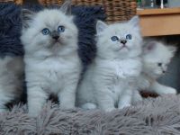 Neva Masquarade Babys mit Stammbaum