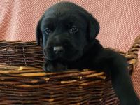 Labrador Welpen