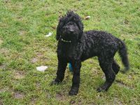 Großpudel Königspudel schwarz suchen ein zuhause