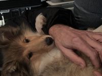 Süße Collie Welpen langhaar