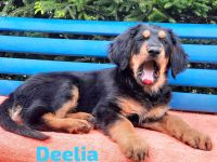 Hovawart Welpe mit Ahnentafel