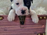 Old English-Frenchie-Pei Welpen