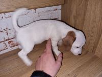 Jack Russel Dackel Mix